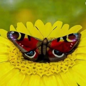 Meet your Posher, Francoise